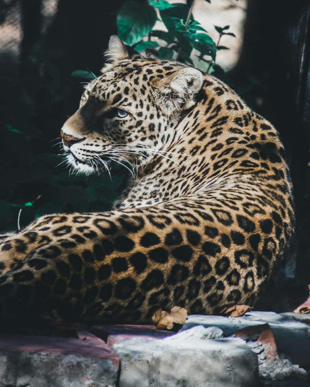 Rajaji National Park tour packages