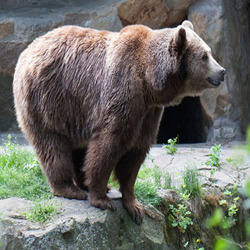 bearhimalaya